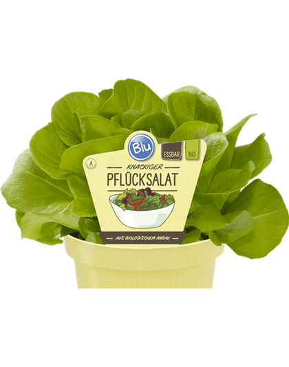 BLU knackiger Pflücksalat 