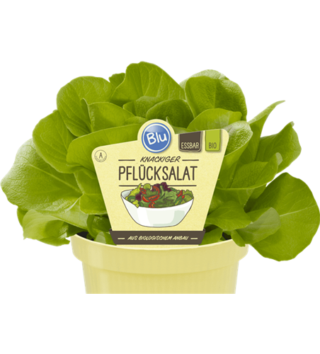 BLU knackiger Pflücksalat 