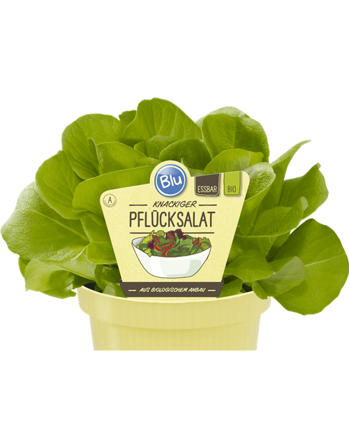 BLU knackiger Pflücksalat 