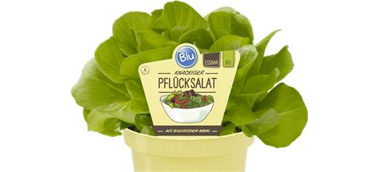 BLU knackiger Pflücksalat 