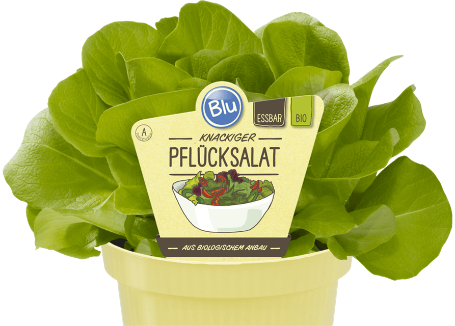 BLU knackiger Pflücksalat 