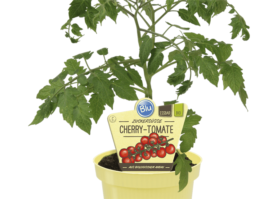 zuckersüsse Cherry-Tomate