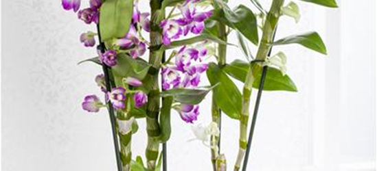 Dendrobium Nobile Orchidee