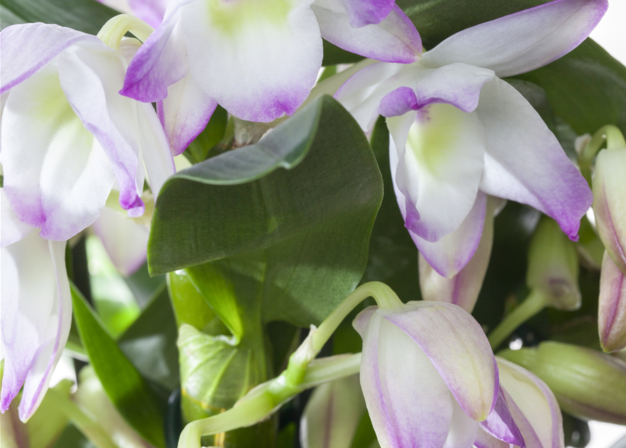 Dendrobium Nobile Apollon