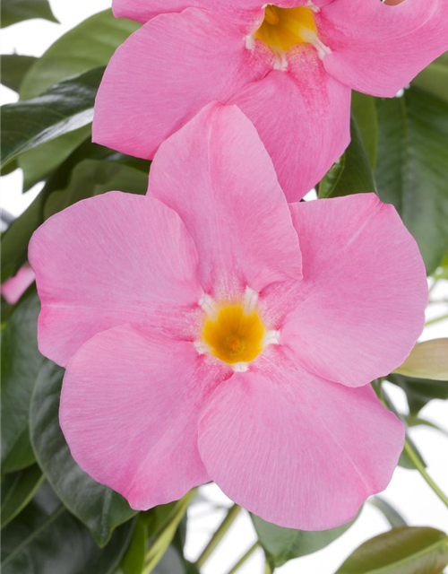 Dipladenia Pyramide