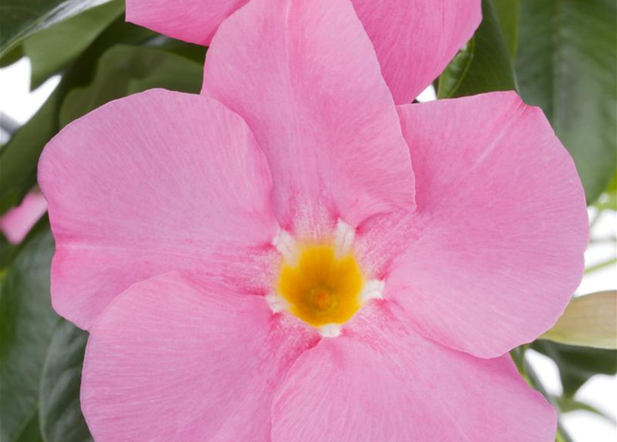 Dipladenia Pyramide