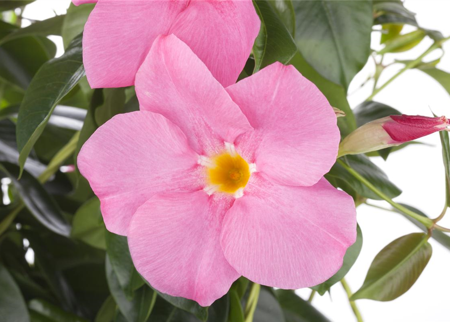 Dipladenia Pyramide