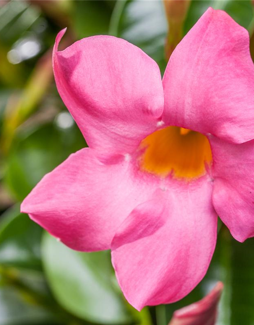 Dipladenia Pyramide