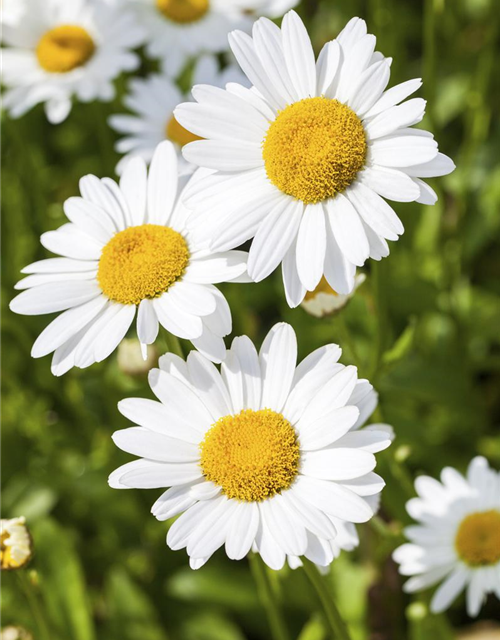 Margeriten Busch bunt