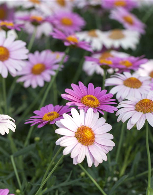 Margeriten Busch bunt