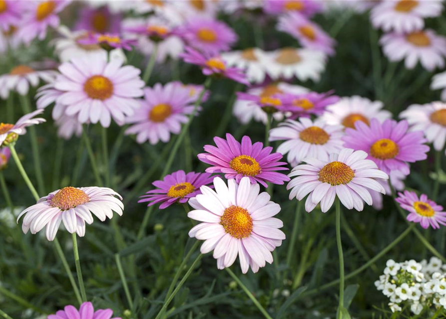 Margeriten Busch bunt