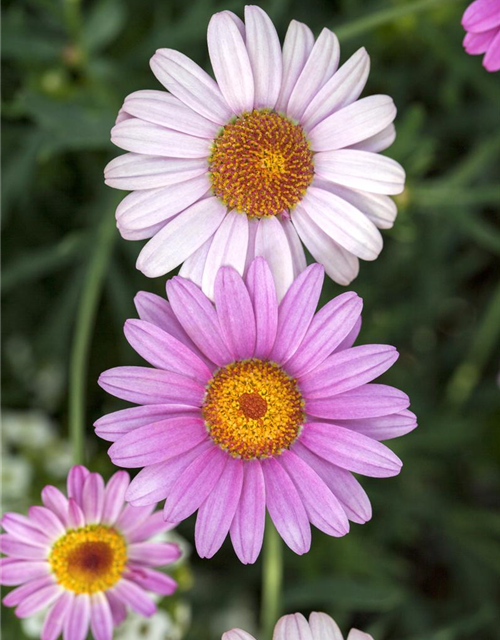 Margeriten Busch bunt