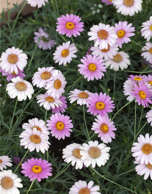 Margeriten Busch bunt