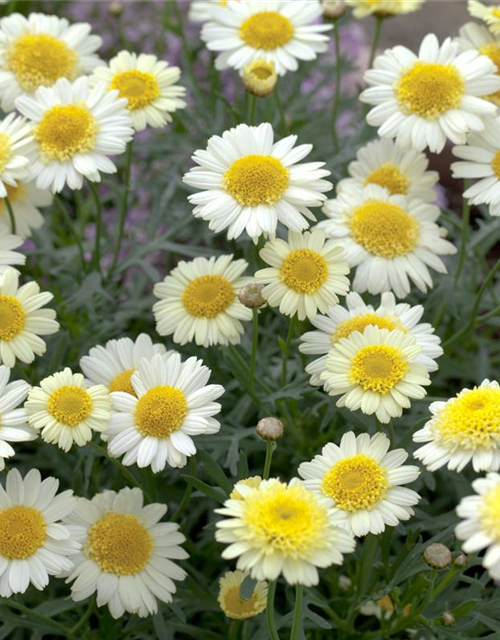 Margeriten Busch bunt