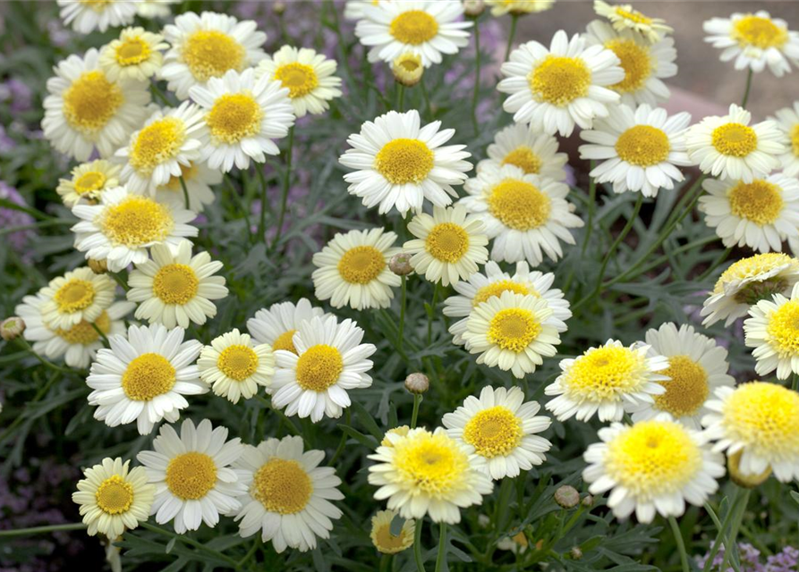 Margeriten Busch bunt