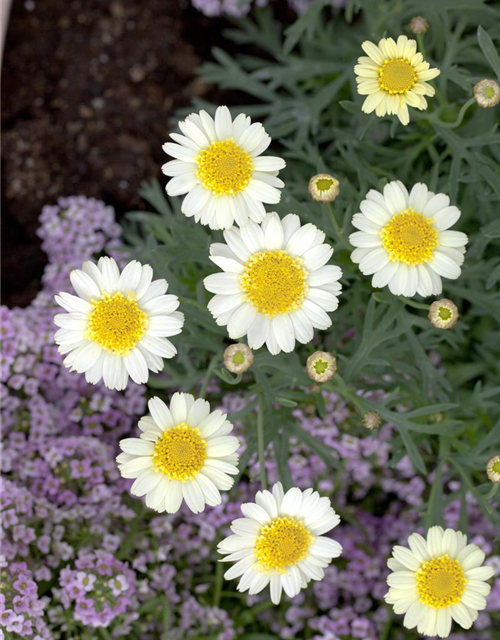 Margeriten Busch bunt