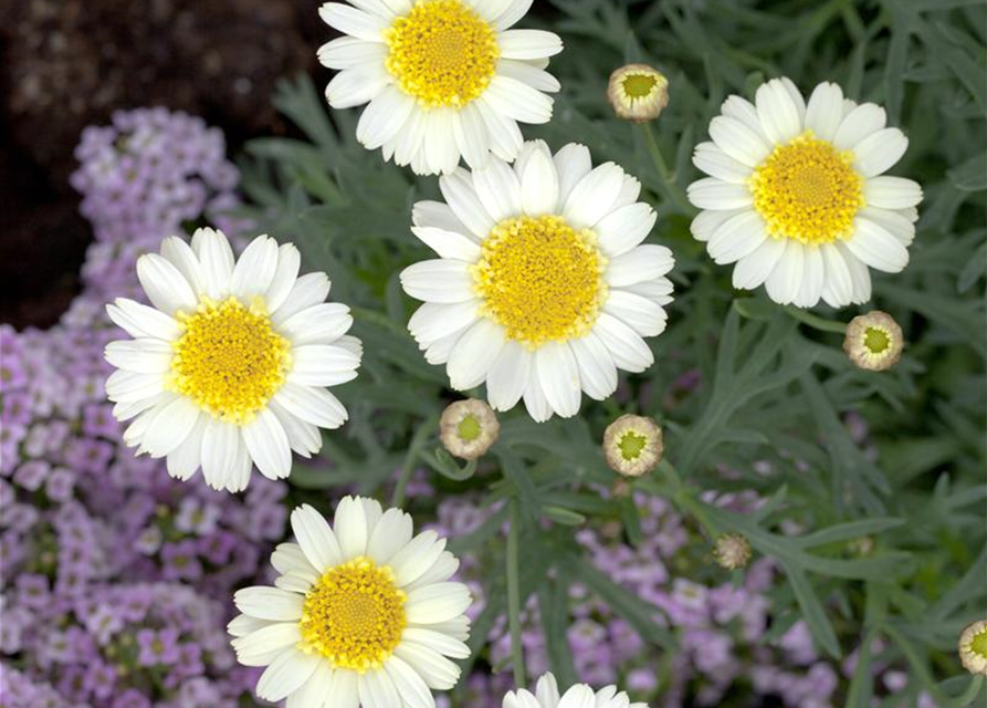 Margeriten Busch bunt