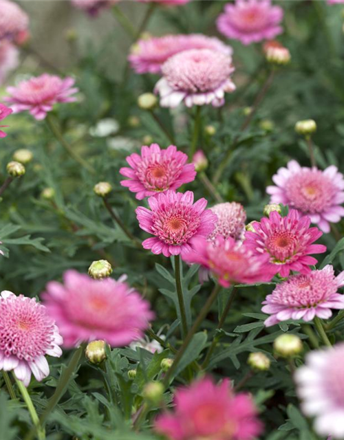 Margeriten Busch bunt