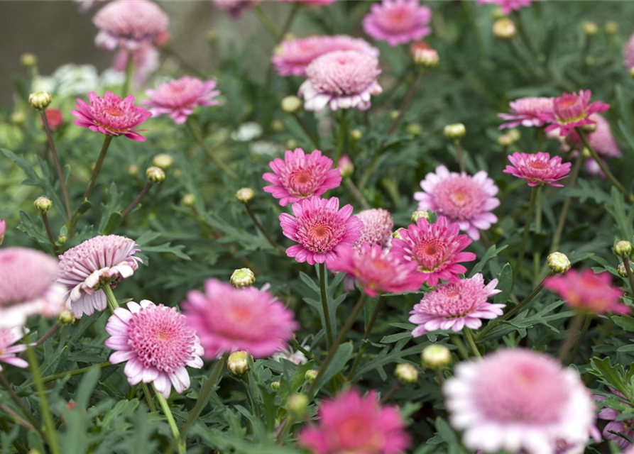 Margeriten Busch bunt