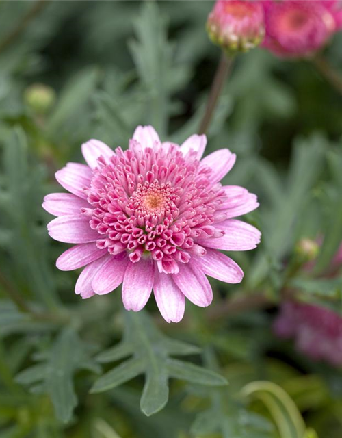 Margeriten Busch bunt