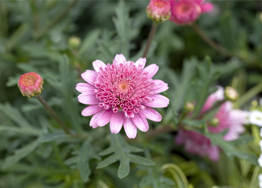 Margeriten Busch bunt