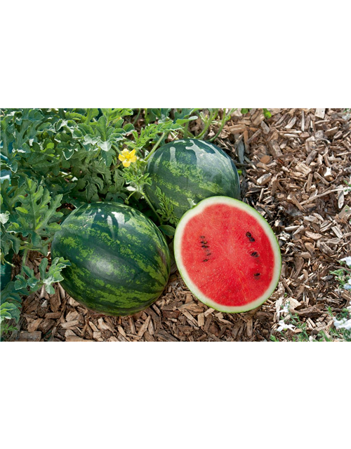 Mini Wassermelone Mini Love