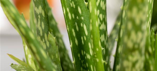 Aloe Vera