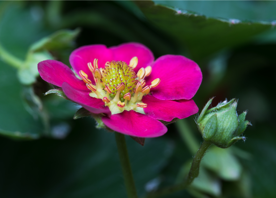 Großblumige Erdbeere Volmary