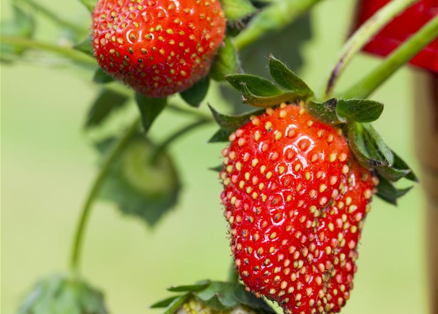 Großblumige Erdbeere Volmary