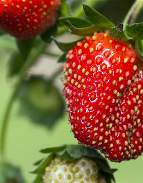 Großblumige Erdbeere Volmary