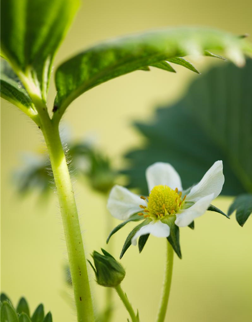 Aroma-Erdbeere Volmary