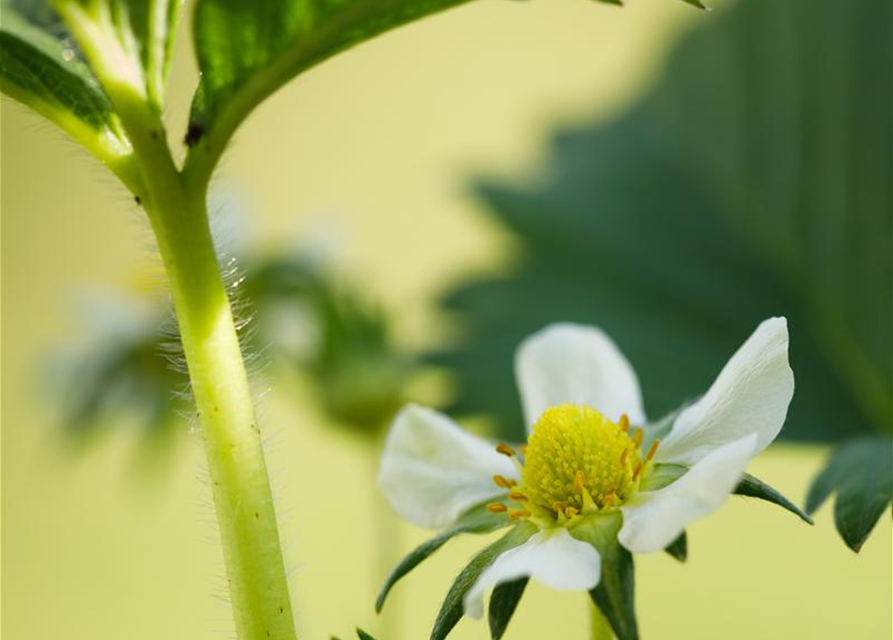 Aroma-Erdbeere Volmary