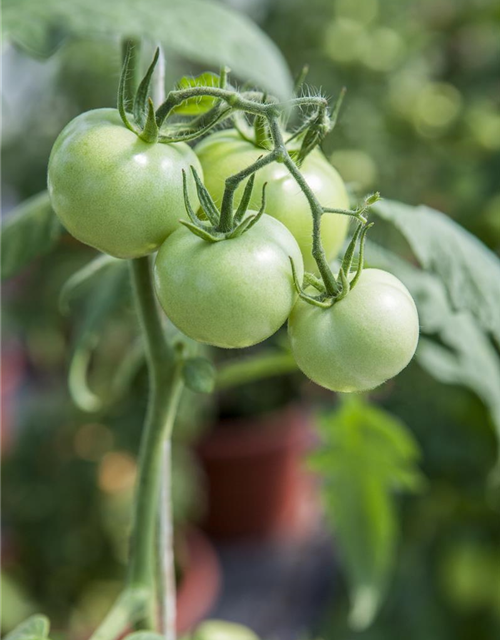 Freiland Tomate Phantasia Volmary