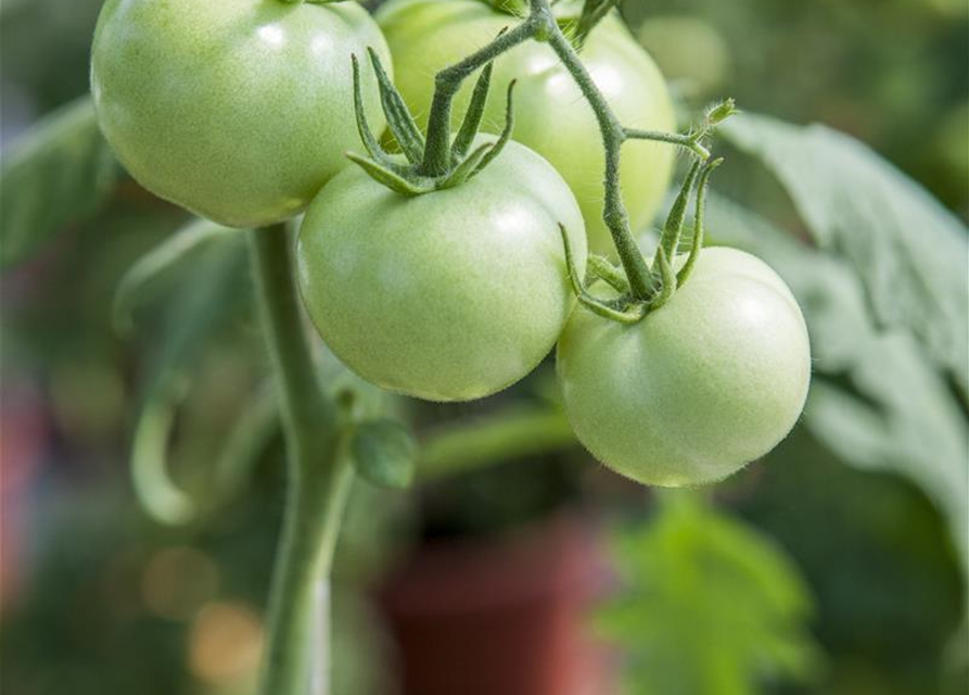 Freiland Tomate Phantasia Volmary