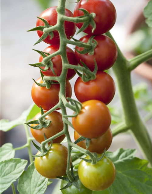 Freiland Tomate Philovita Volmary 