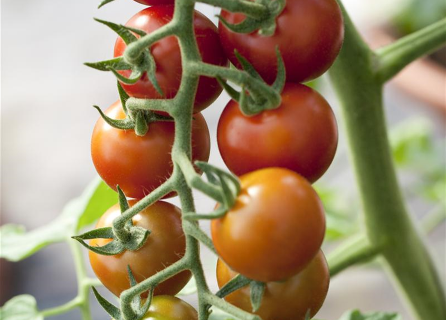 Freiland Tomate Philovita Volmary 