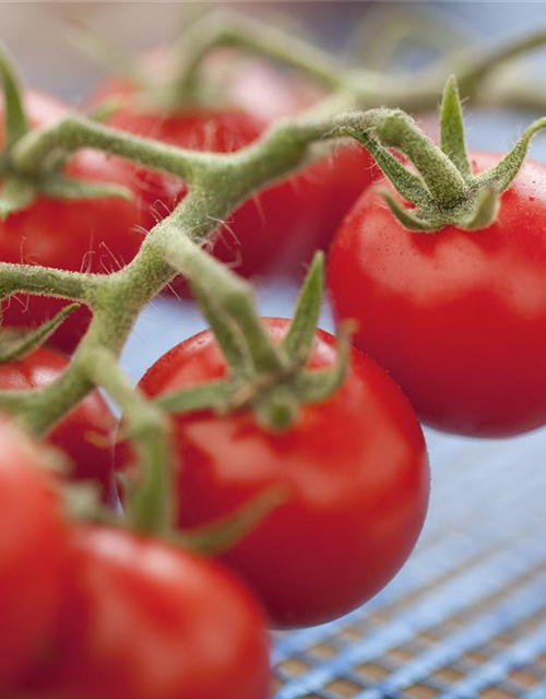 Freiland Tomate Philovita Volmary 