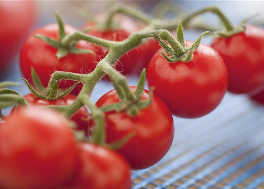 Freiland Tomate Philovita Volmary 