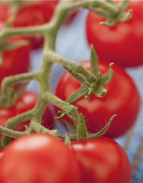 Freiland Tomate Philovita Volmary 