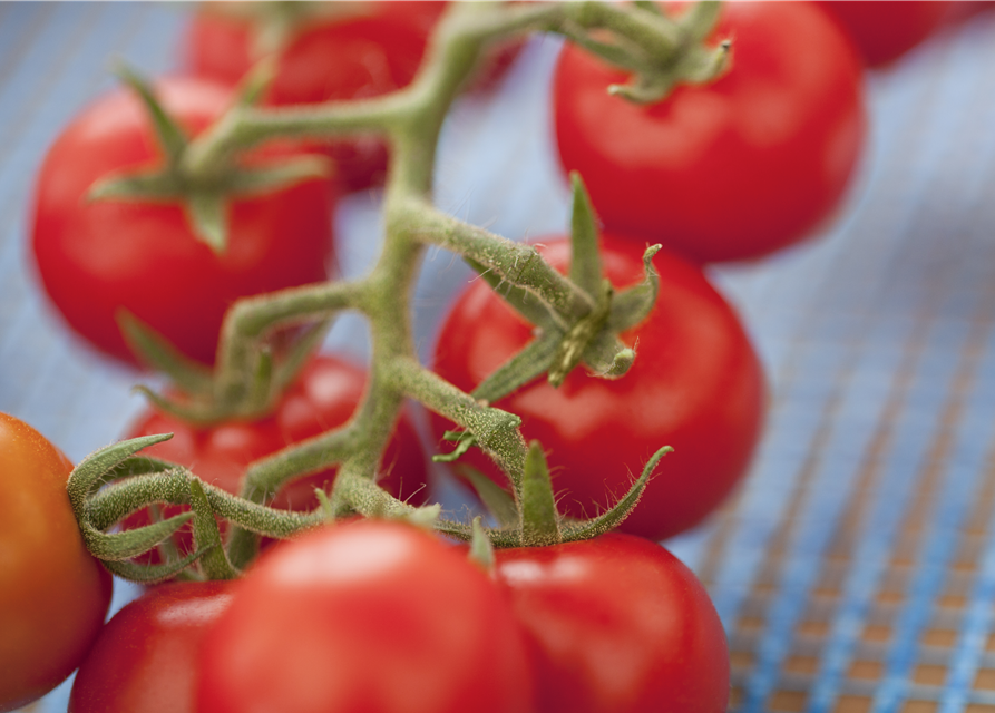 Freiland Tomate Philovita Volmary 