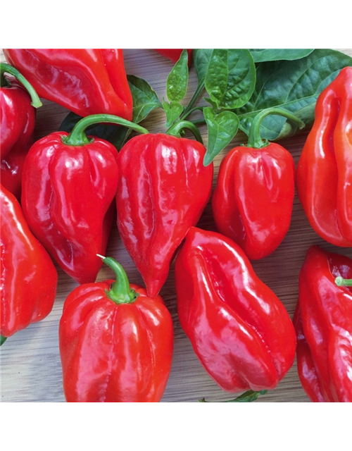 Habanero Chili Calita Red Volmary