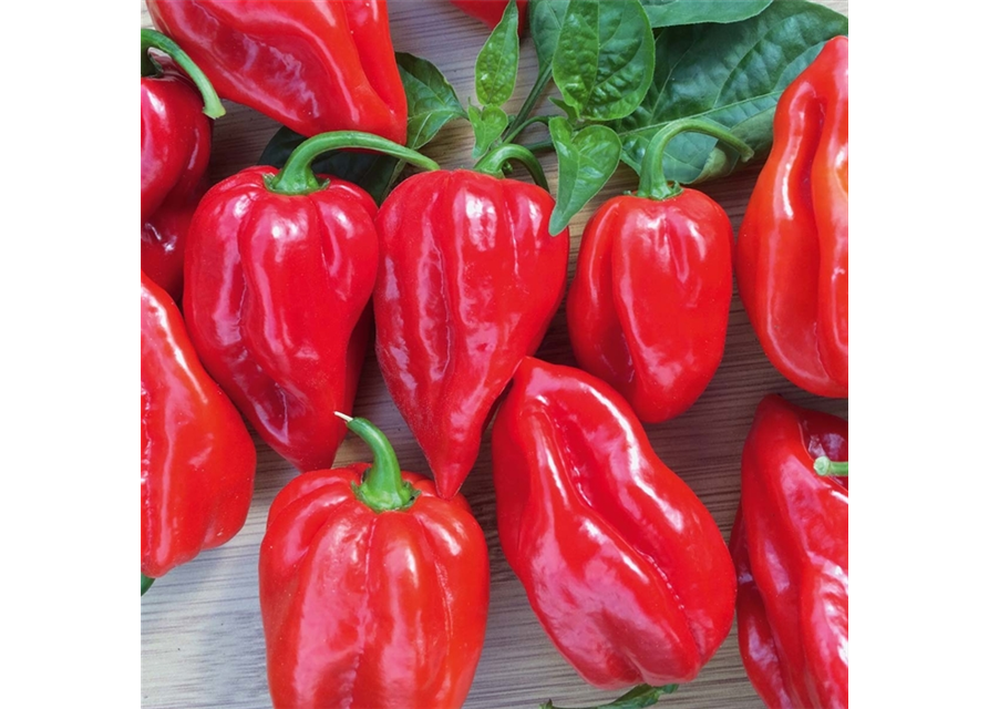 Habanero Chili Calita Red Volmary