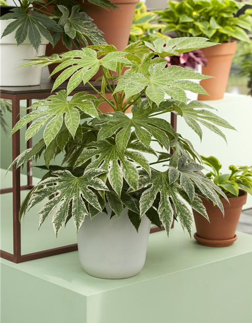 Fatsia Japonica 