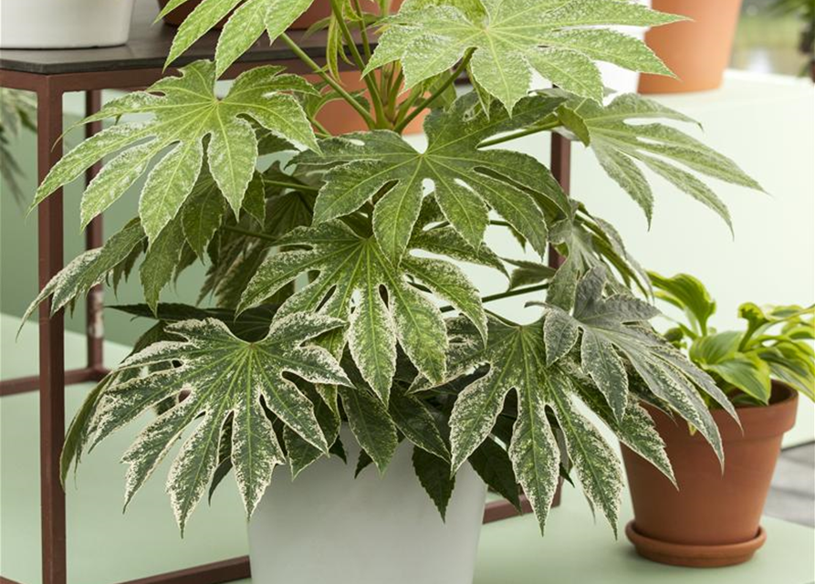 Fatsia Japonica 