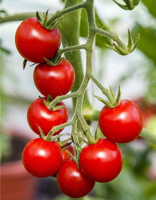 Hängetomate Brasil Volmary