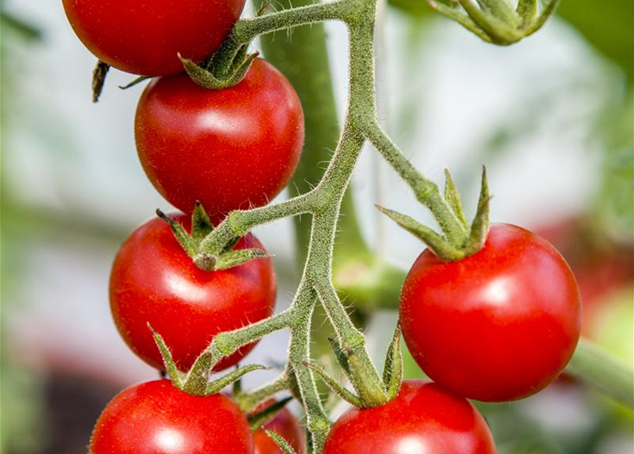 Hängetomate Brasil Volmary