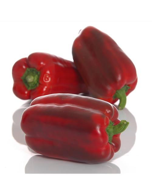 Jumbo Paprika rot Volmary 