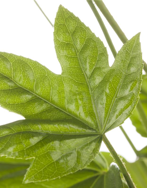 Fatsia Japonica 