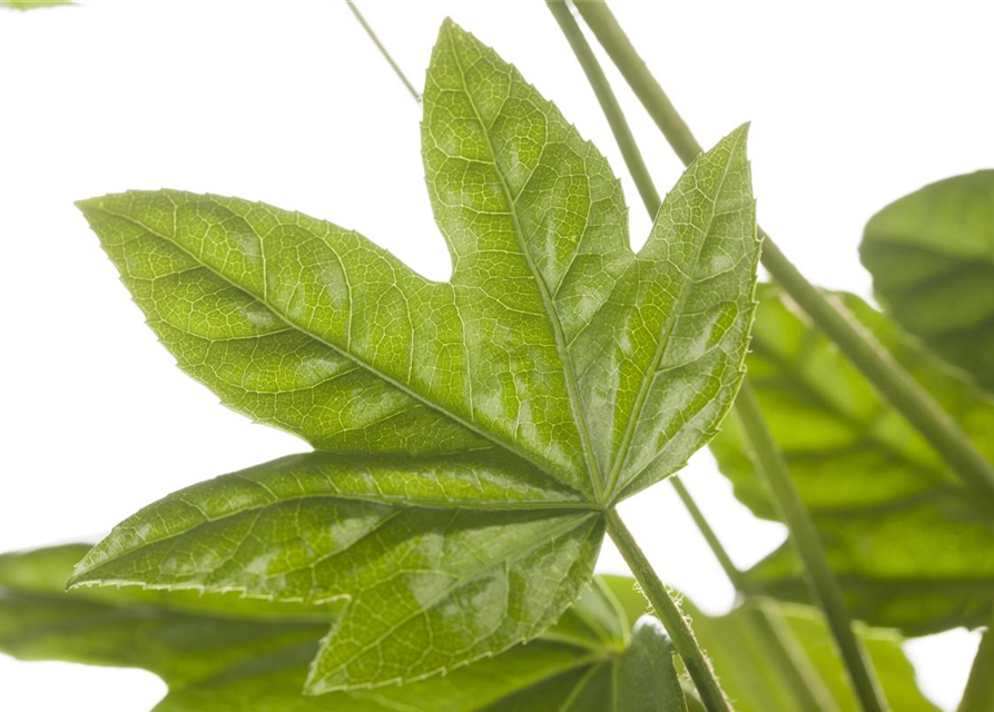 Fatsia Japonica 