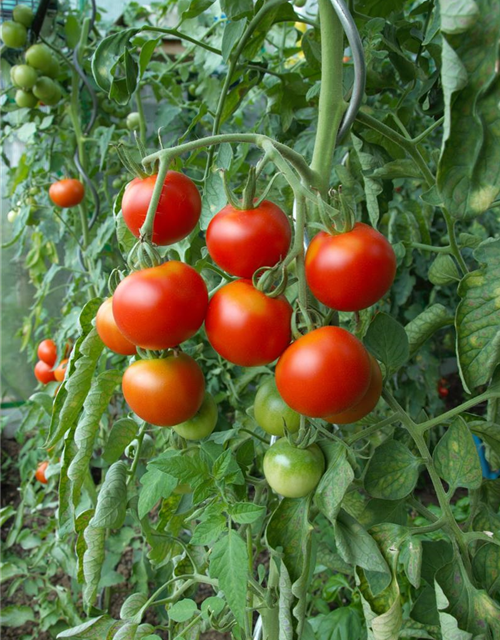 Tomatenpflanzen Gärtnerei 